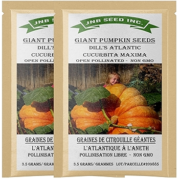 常绿长白青葱种子 适合春秋栽种