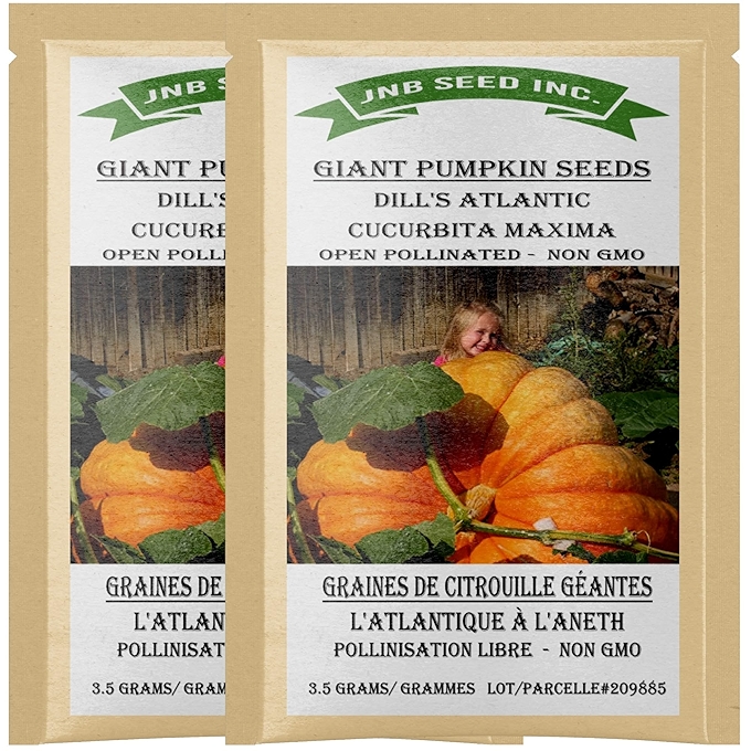 常绿长白青葱种子 适合春秋栽种