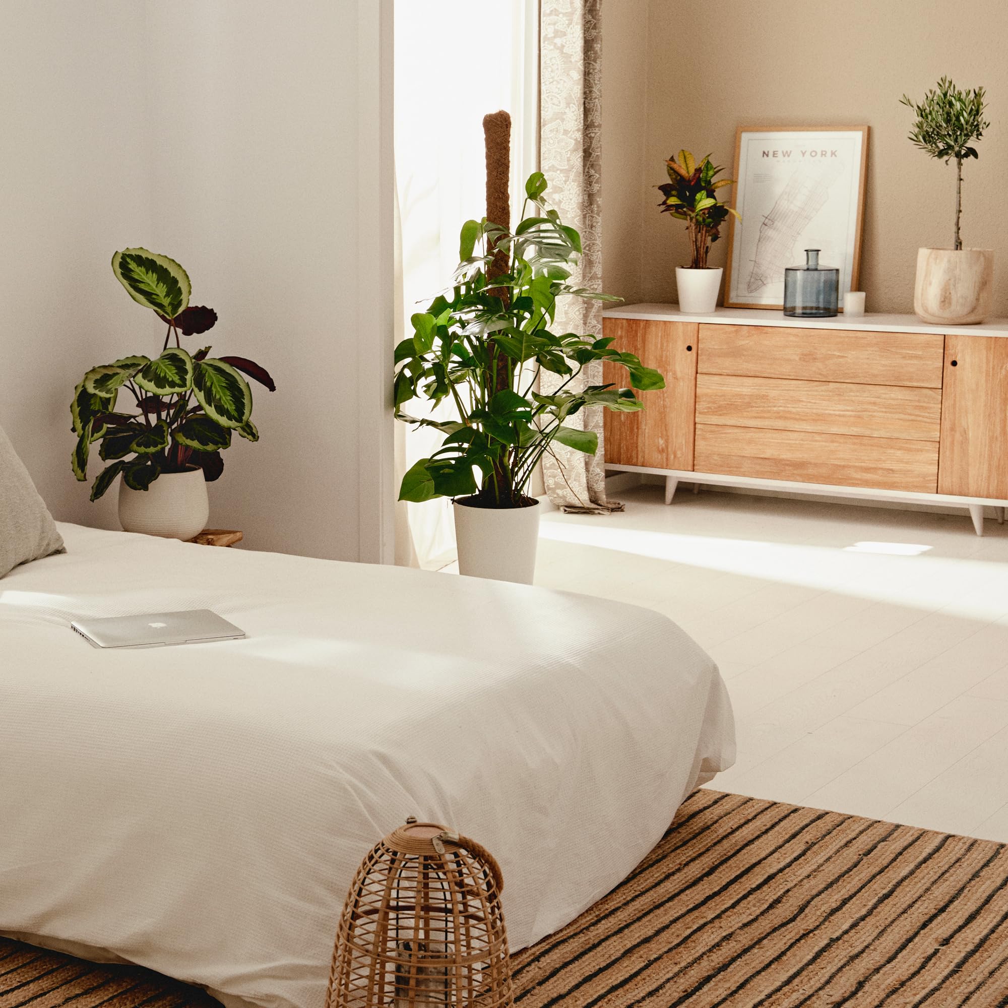 Monstera Deliciosa o Costilla de Adán | Planta natural de interior estilo tropical con altura 120-130 cm y con tutor incluido - Maceta del 24ø | April Plants