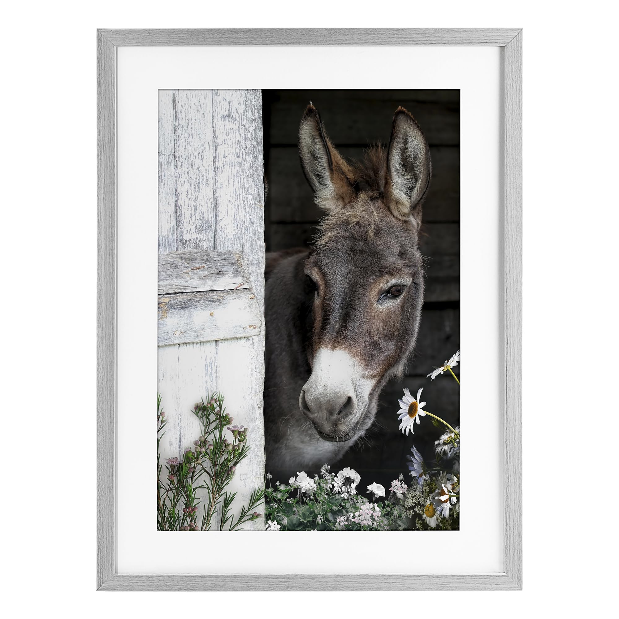 Stupell Industries 'Gentle Donkey Peering from Barn', Framed Print Under Glass, Gray, 17 x 23 Inches, Easy to Hang and Sturdy, Made in USA, by CAD Designs