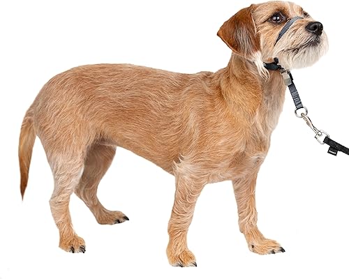 PetSafe Gentle Leader Collar para la cabeza, sin tirones, la mejor solución para los perros que tiran, redirige los tirones de tu perro para paseos