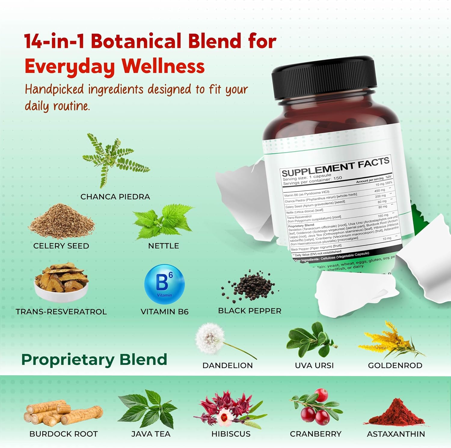Premium All-in-1 Chanca Piedra, Celery Seed, Nettle Leaf & Resveratrol – Supports Fluid Balance & Antioxidant Cell Protection – 150 Capsules - Image 3