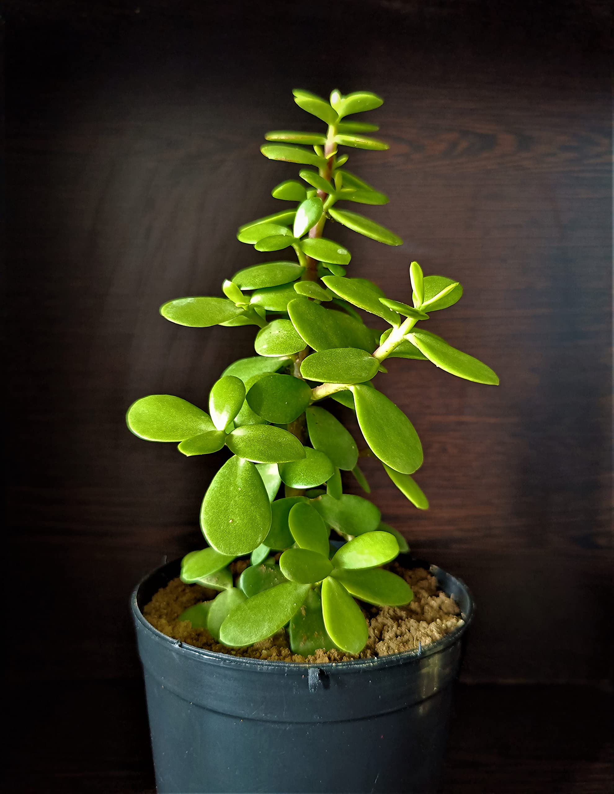 Rudra Jade plant with black pot : Amazon.in: Garden & Outdoors