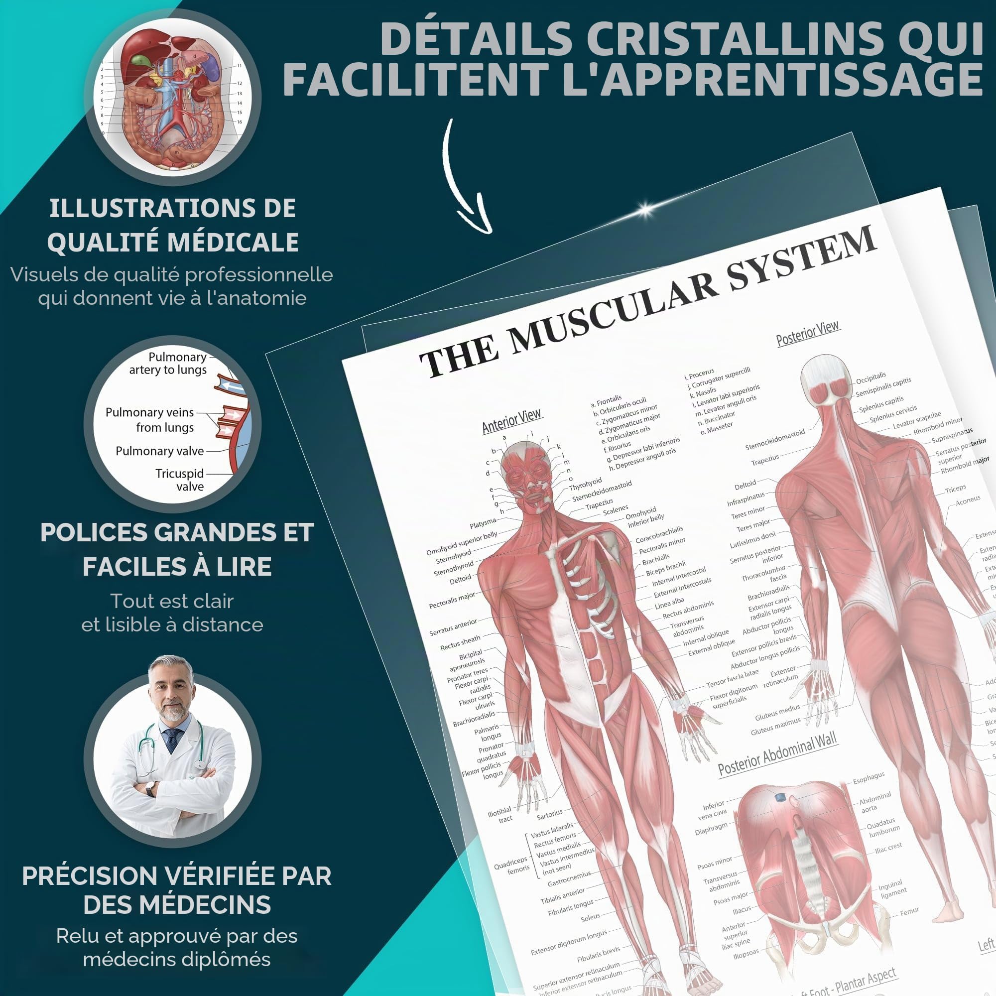 Lot de 12 affiches d'anatomie laminées pour mur – Tableaux éducatifs des systèmes du corps humain pour étudiants, salles de classe et décoration de bureau médical – Comprend les muscles, le