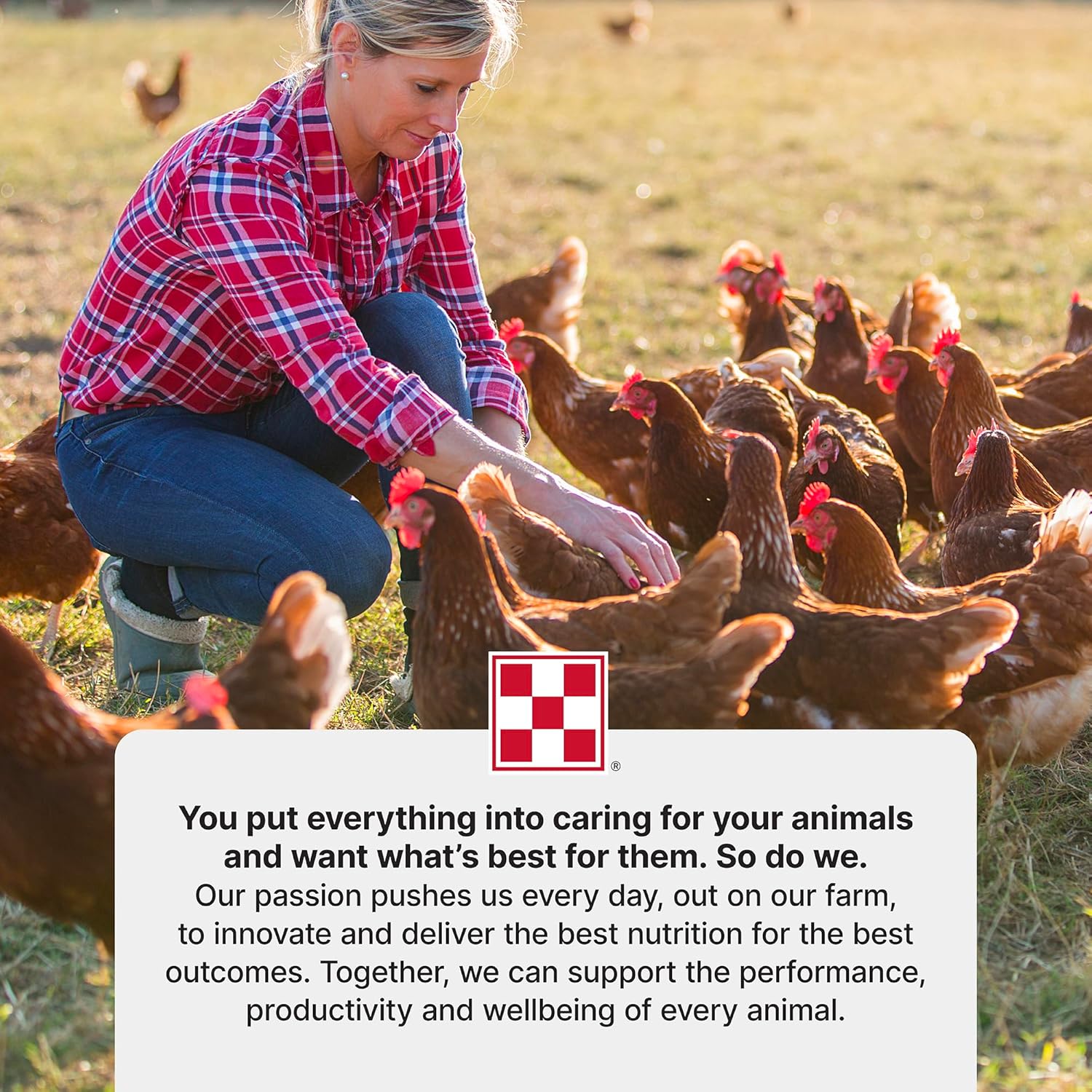 Purina Layena + High Protein Layer Chicken Feed (40 Pound)