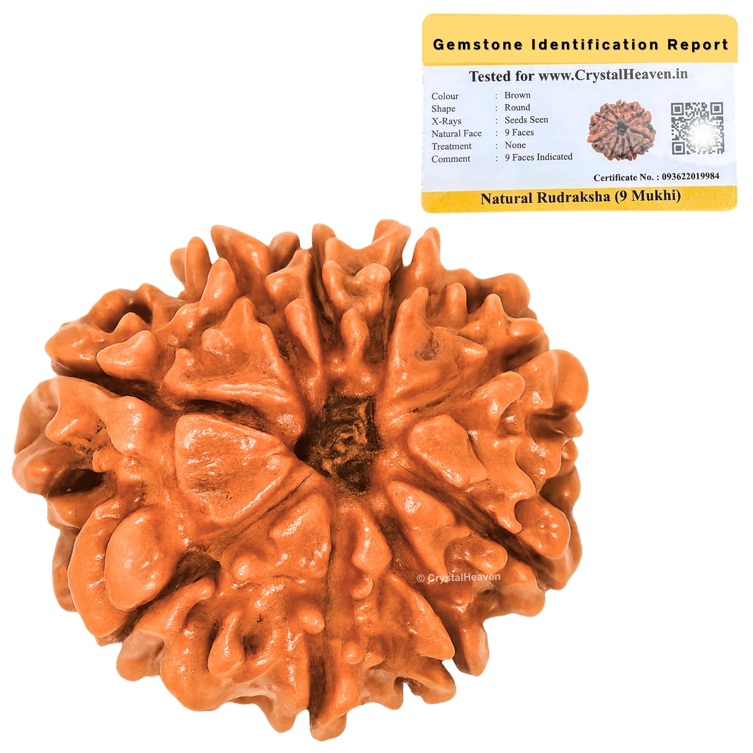 9 Mukhi Rudraksha Original Certified Bead - Natural Nepali 9 Mukhi Rudraks for Meditation and Prayer, Protection, Chakra Balancing, Spiritual Growth and DIY Pooja Supplies