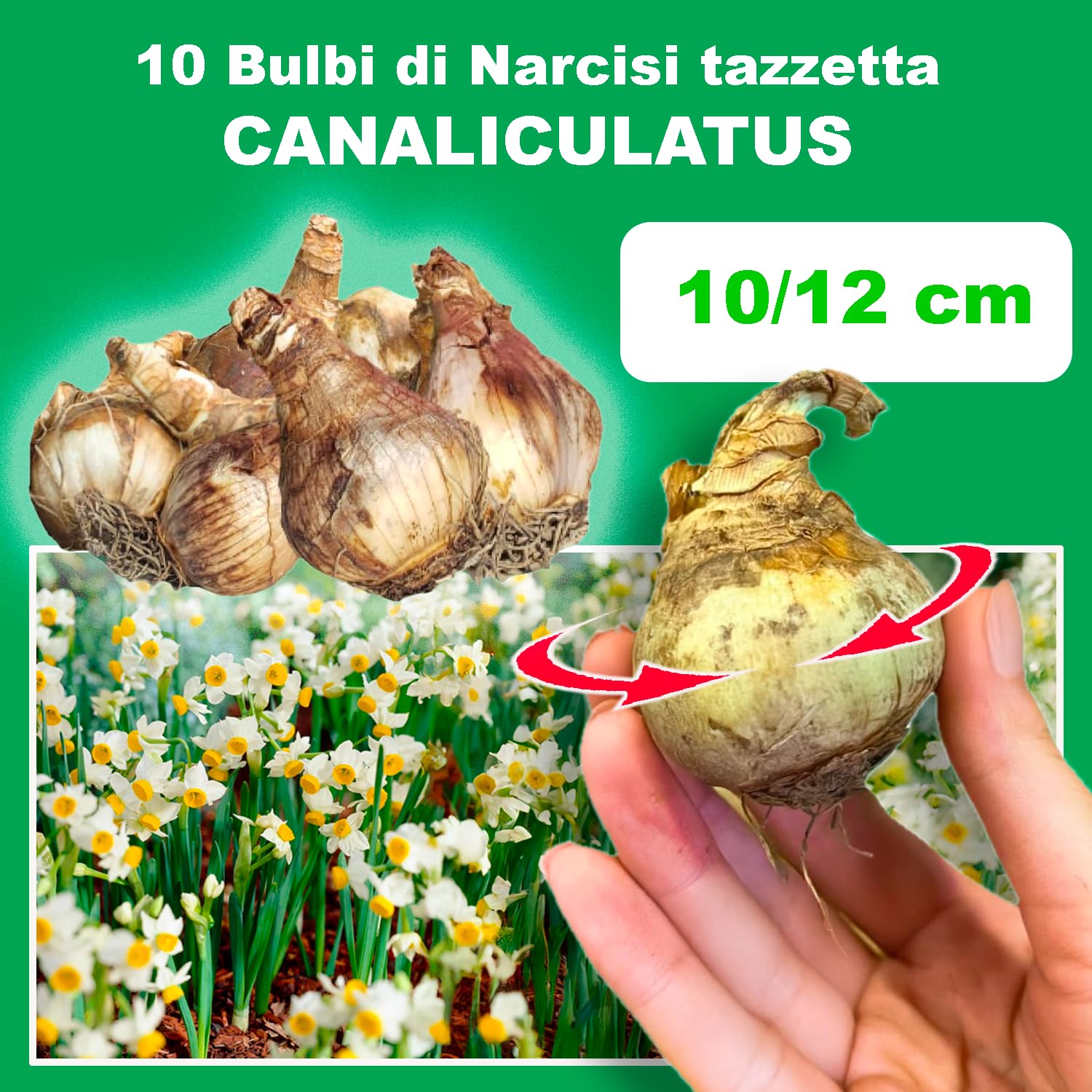 10 Bulbos De Narcisos Tazetta Canaliculatus - 10/12 Cm Circunferencia, Floración Garantizada, Holandeses