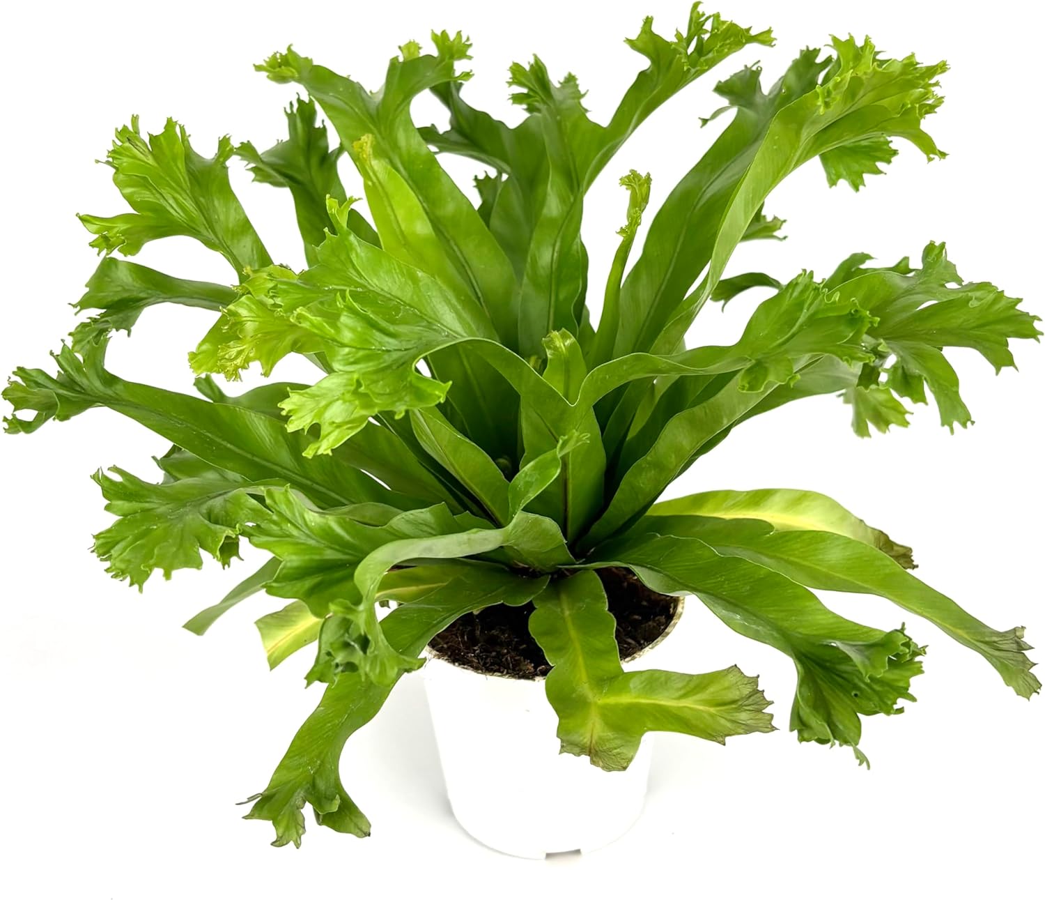 Japanese Bird's Nest Fern Asplenium Antiquum Crissie, Green, 4" Pot, Live Plant