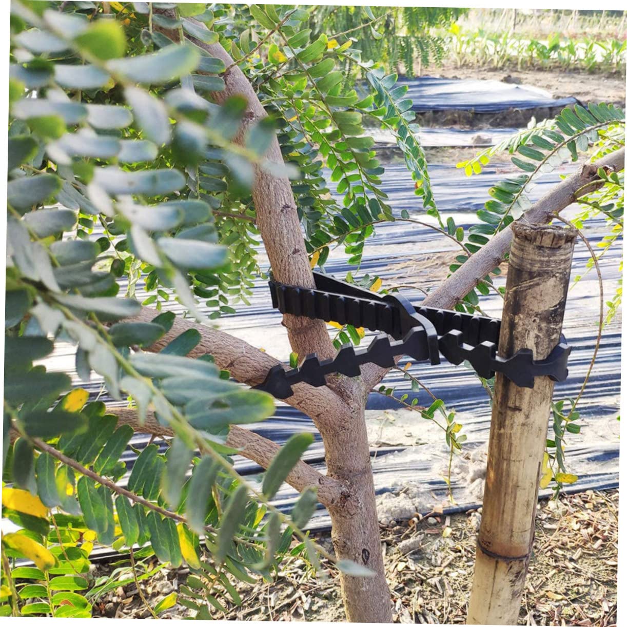 ibasenice 10 Stück Verstellbare Zugbänder für Obstbäume aus Schwarzem Gummi Robuste Baum und Pflanzenbinder zur Zweigfixierung und Baumsicherung im Garten