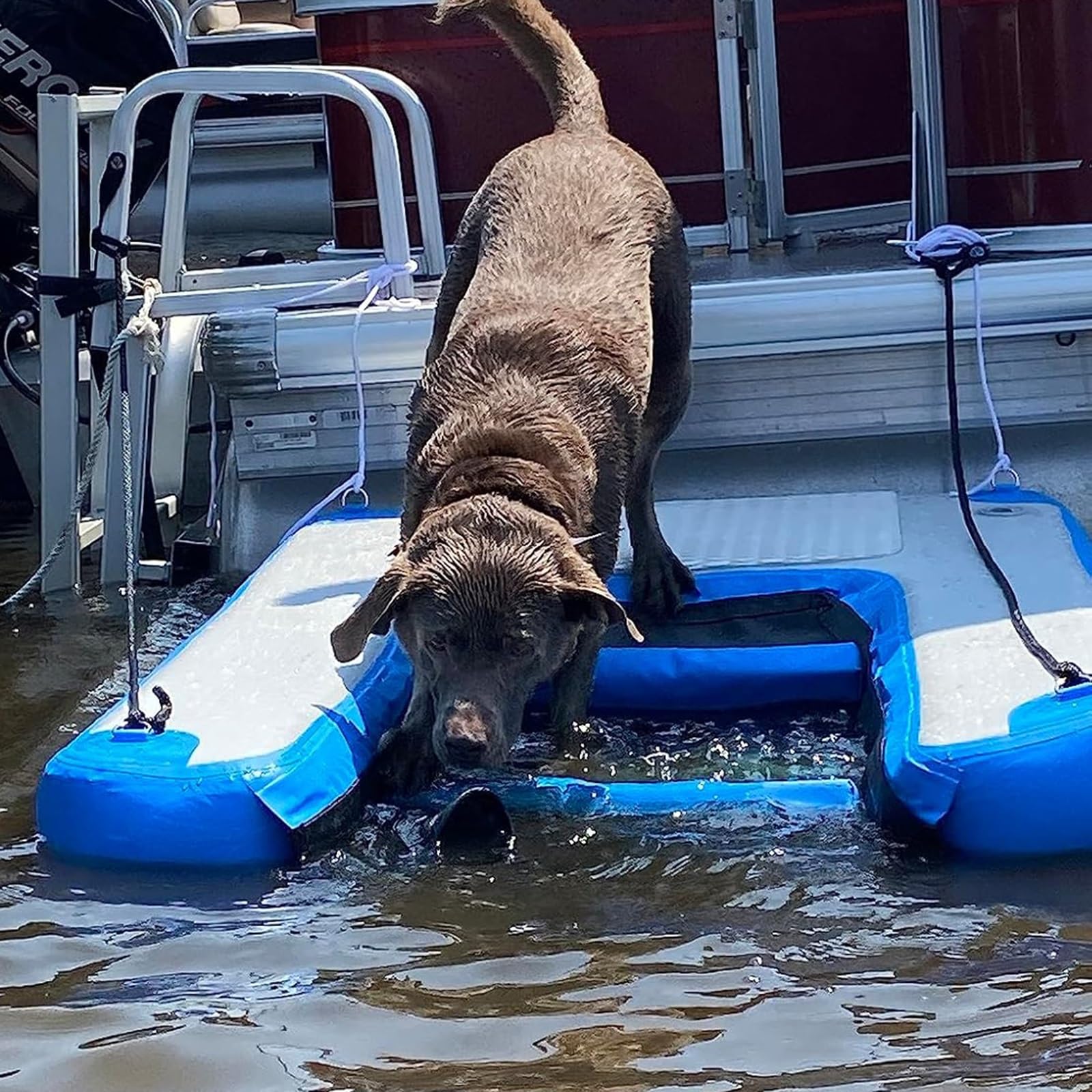 Escalier flottant chien pour piscine et sorties au lac en été