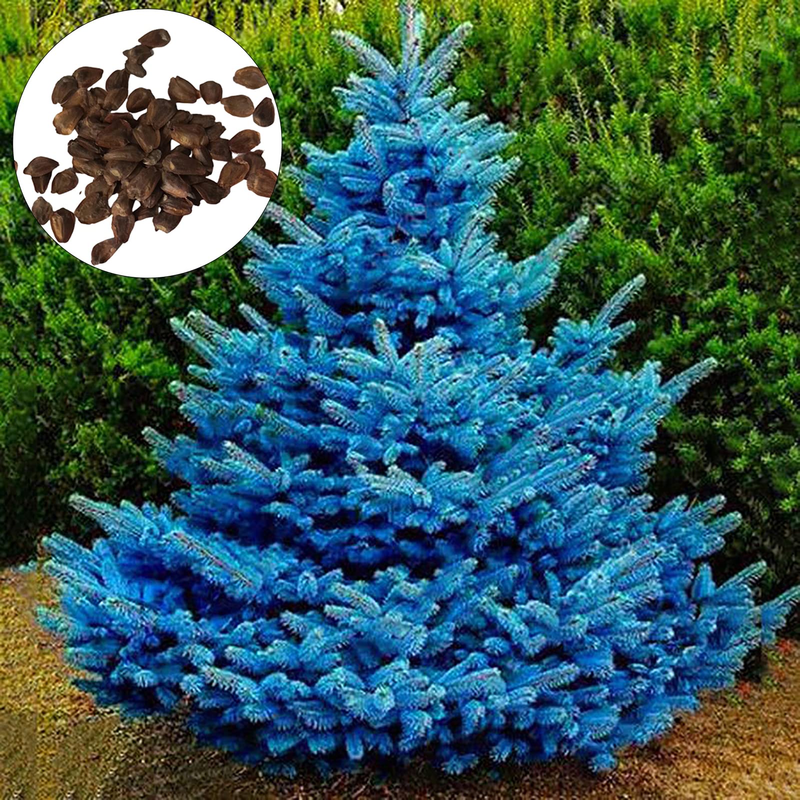 150 unids/bolsa Semillas de abeto azul, Picea Pungens Semillas Prolífico Crecimiento rápido Bonsai Jardín Semillas de abeto azul para el patio Azul