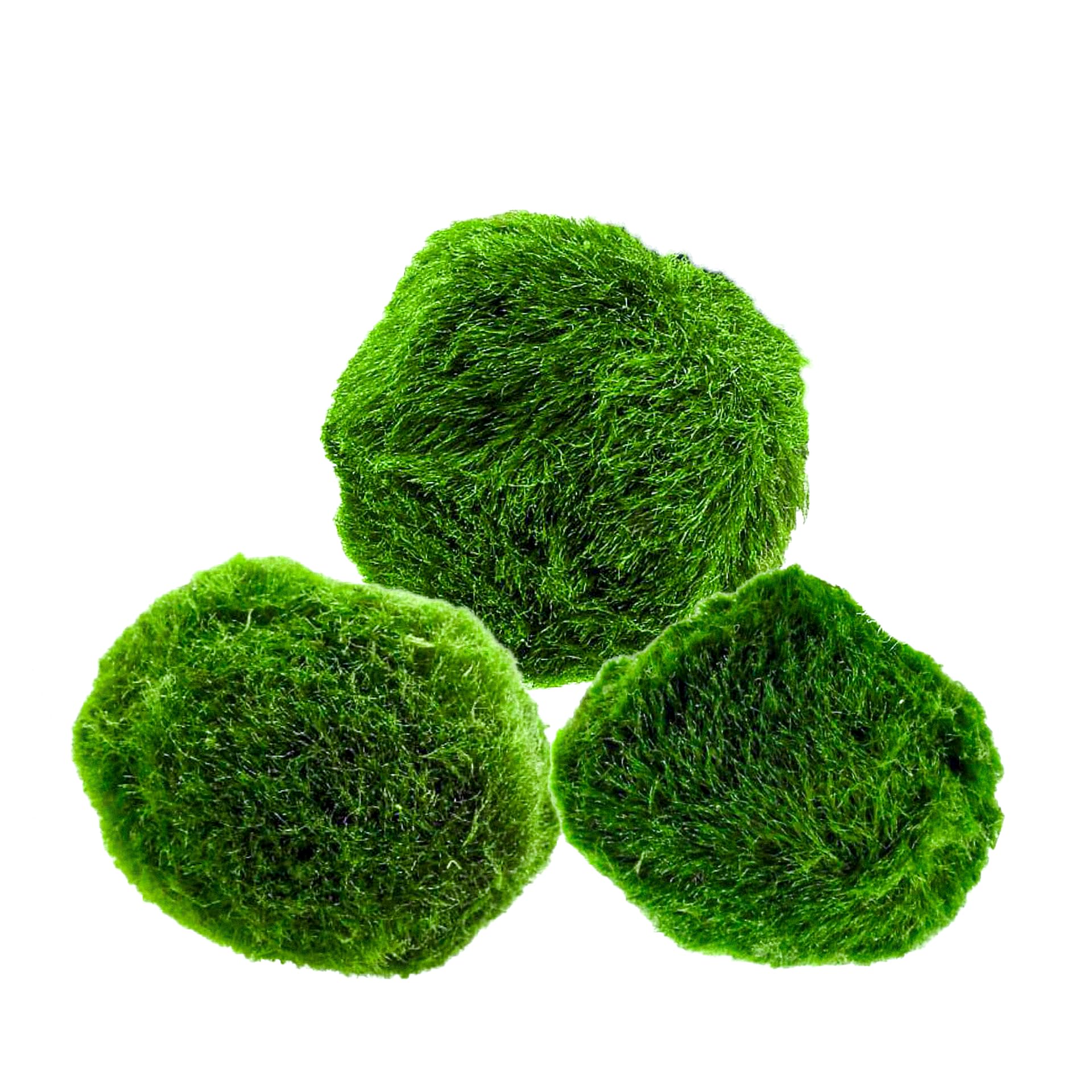 AquaBreedingSkill – Grand Format 4–5 cm – Lot de 3 Marimo Moss Balls – Plante Aquarium Vivante Naturelle | Filtre Biologique | Décoration Écologique | Entretien Facile | Idéal pour Nano Aquarium