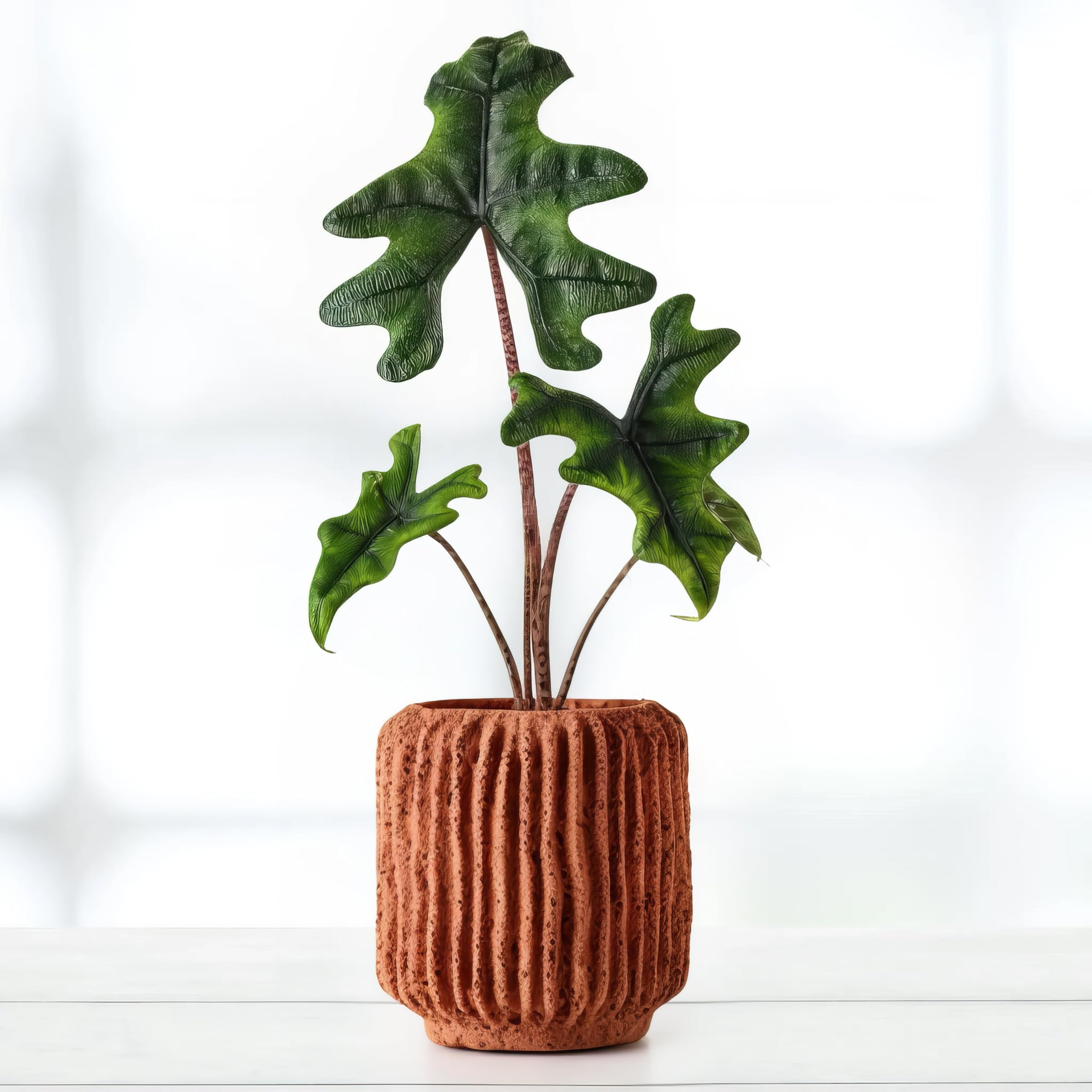 Alocasia Jacklyn - 12cm Topf x 30cm Höhe, tropische Zimmerpflanze, frische Topfpflanze, grüner Blickfang für Wohnzimmer, Bad, Büro, exotisches Blattmuster, natürliche Zimmerdeko
