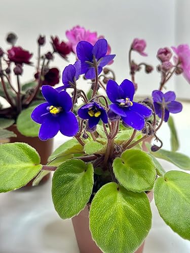 Miniatura 3 de Generic Paquete de 4 violetas africanas en miniatura, macetas de 2 pulgadas, buenas para terrarios, decoración del hogar, decoración de oficina,