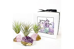 Gold Dipped Crystal Air Plant Holders: Tranquil Haven for Nature's Air Purifiers