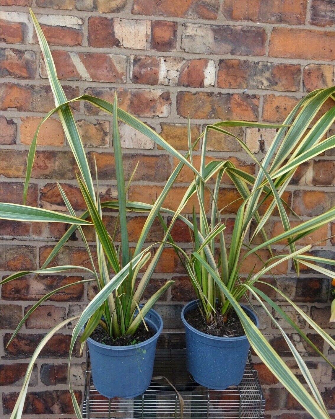 Buy Large Phormium Tenax 'Variegatum' Approx 1m Tall 3 Litre Variegated