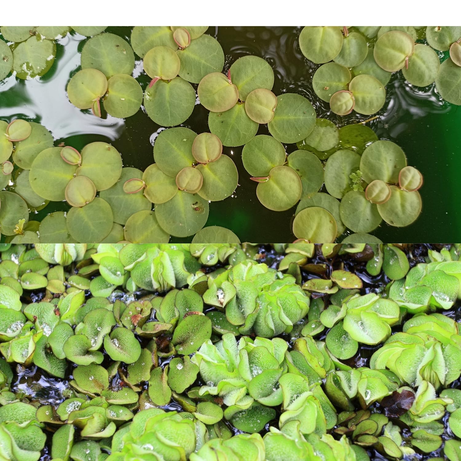 N.G.M.AGROCARE Red Root Floater Plants And Giant Salvinia natans Watermoss Plant (Each 1 Total 2 Live Plant) (B0CLYSS43N) Amazon Price History, Amazon Price Tracker