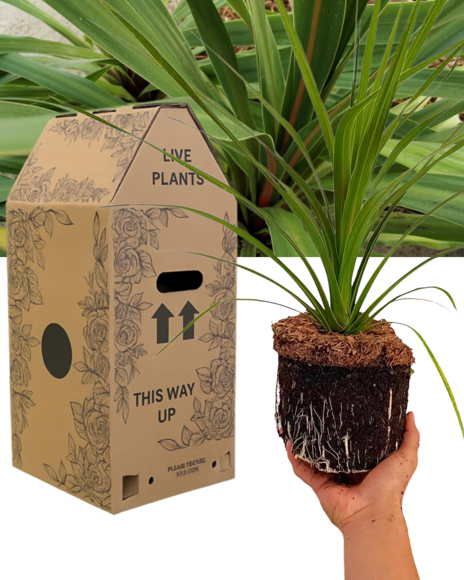 Cordyline Peko Outdoor Garden Ready Plant - 1x Hardy Cabbage Palm Tree for Pots, Beds & Borders. Evergreen Perennial Ornamental Shrub. Delivered Fresh, Supplied in Large Peat Free 3L Rootball