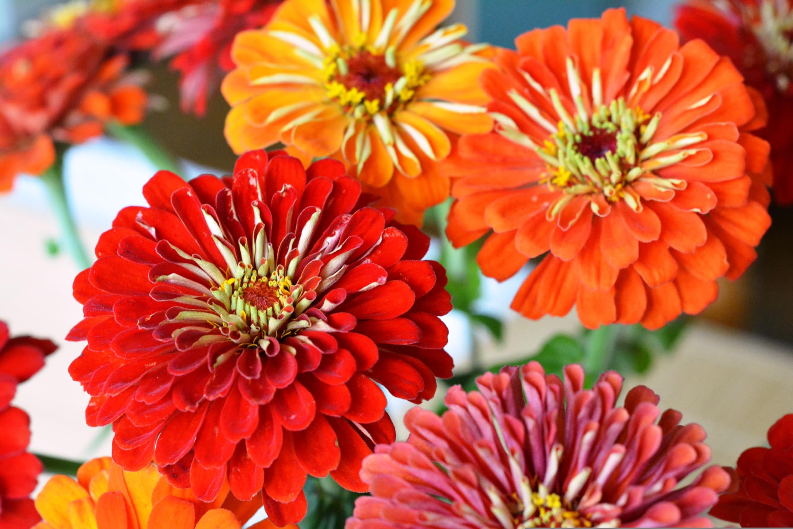 Zinnie (Zinnia elegans) ´Riesen-Mischung´ Samen. Schmetterlings Magnet (20000 Samen = 108,0g)