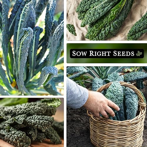 Miniatura 4 de Sow Right Seeds - Semilla de col rizada Lacinato para plantar - Paquete de reliquia sin OMG con instrucciones para plantar un huerto casero -