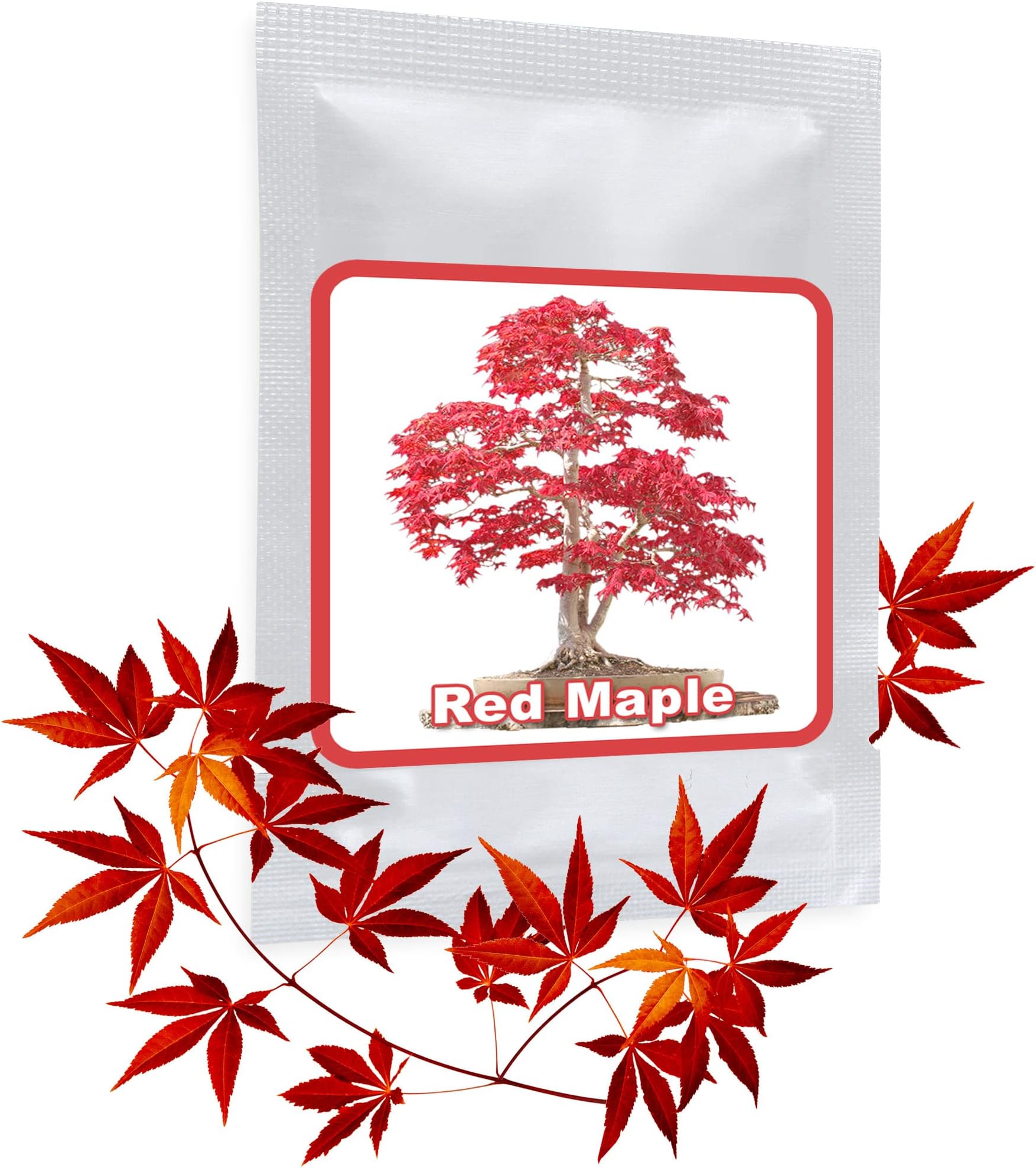 20 pcs Japanese Red Maple Seeds (Acer palmatum) / cultivable as Bonsai or Tree in The Garden