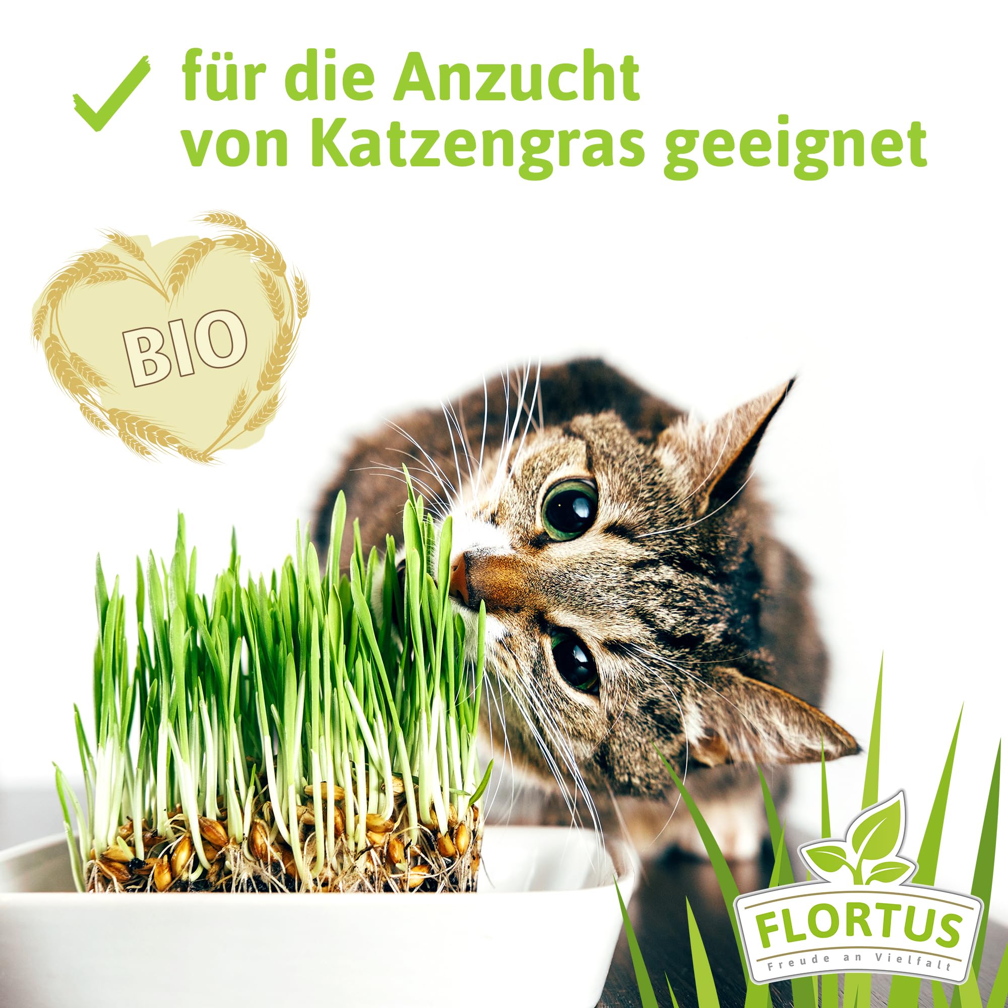 FLORTUS BIO Hartweizen Getreide Samen 1kg | Weizen zur Herstellung von Weizenkleie Nudeln Couscous Smoothie Katzengras & Microgreens | Sprossen Samen