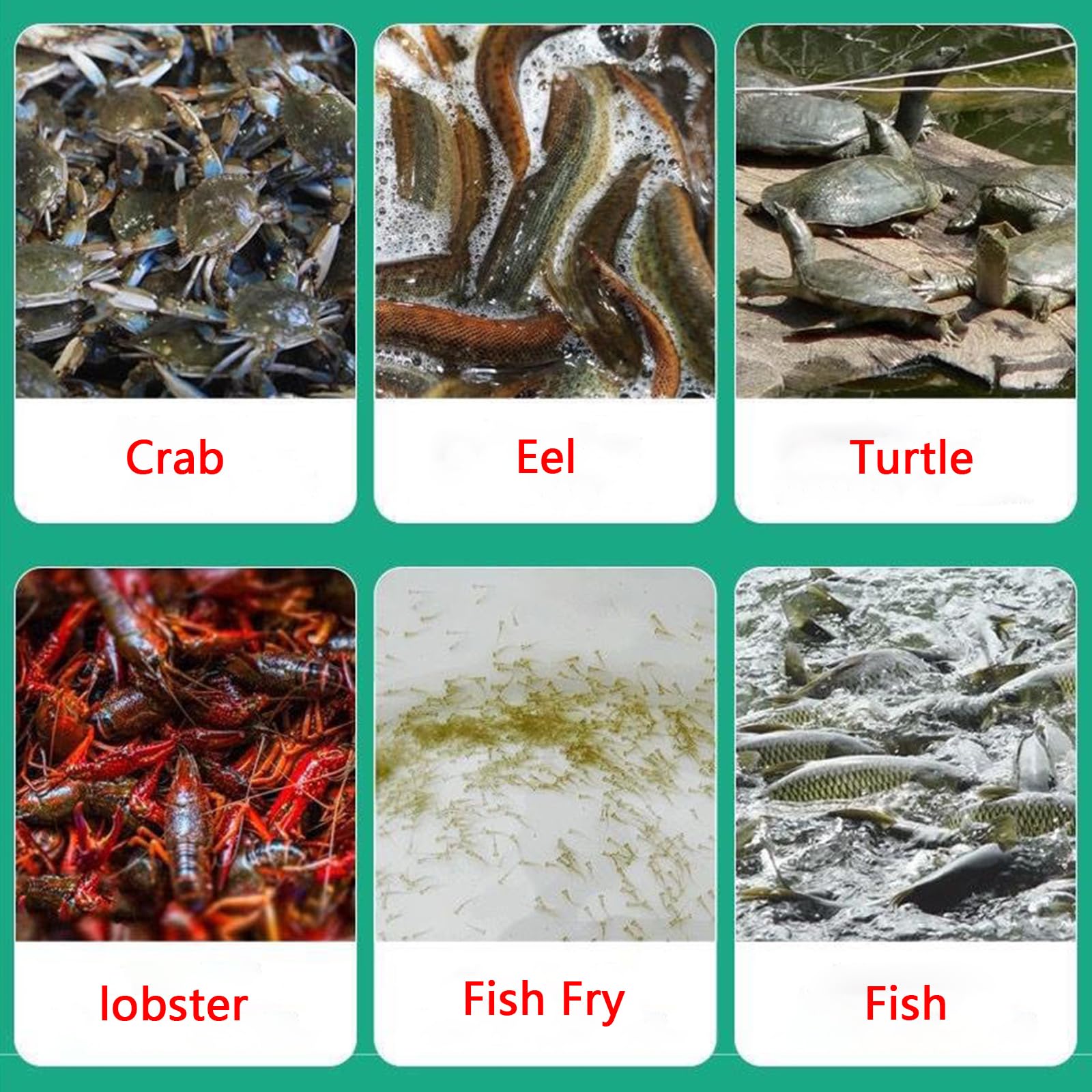 Fangnetzkäfig Fischernetz aus Nylon Faltbares Fischreuse Fischernetz Groß Geeignet für Fisch, Hummer, Krabben