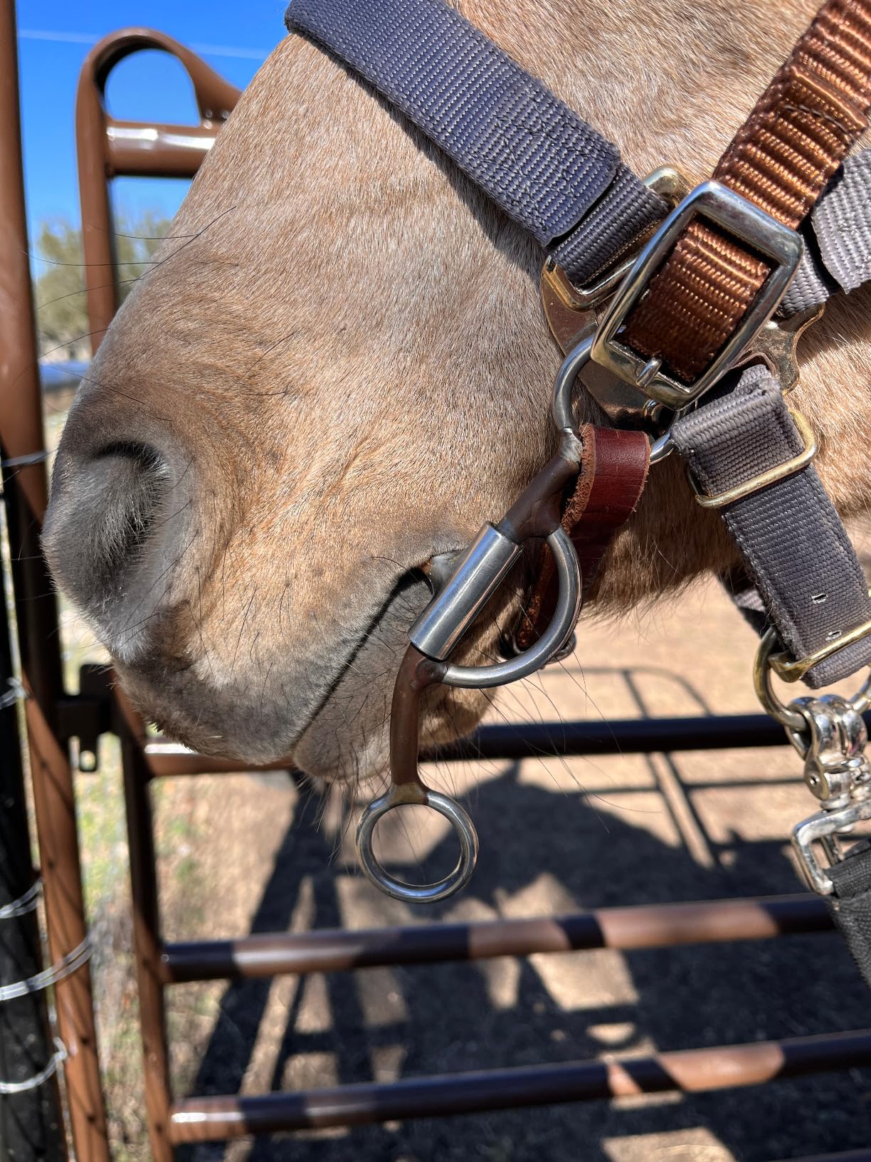 AJ Tack Antiqued Short Shank Correctional Bit Horse Bits Sports & Outdoors