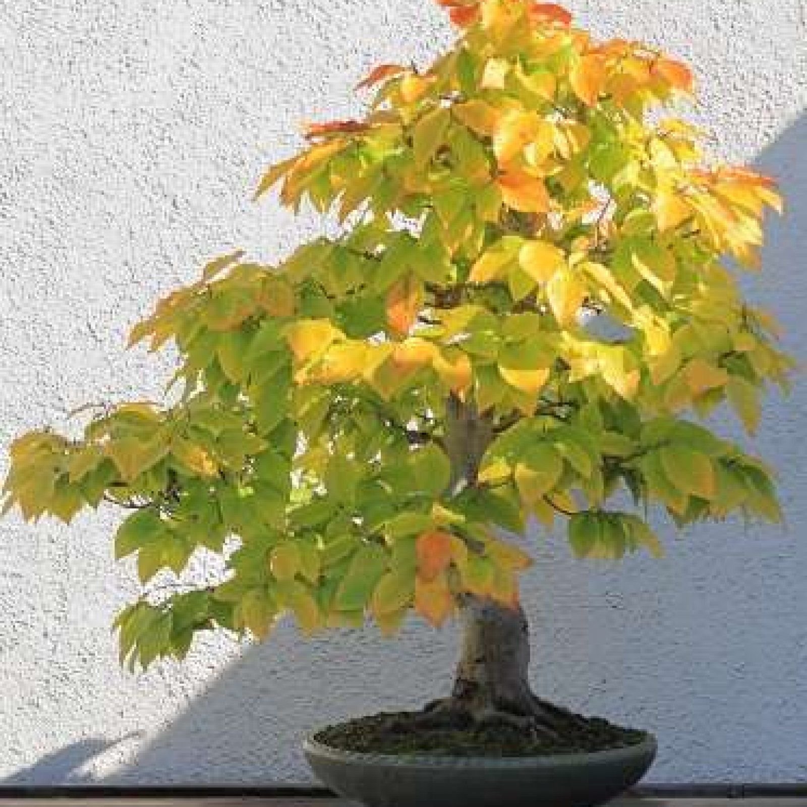 roter bambus 'chinese wonder' Fargesia scabrida 'Asian Wonder' / Roter Bambus XXL