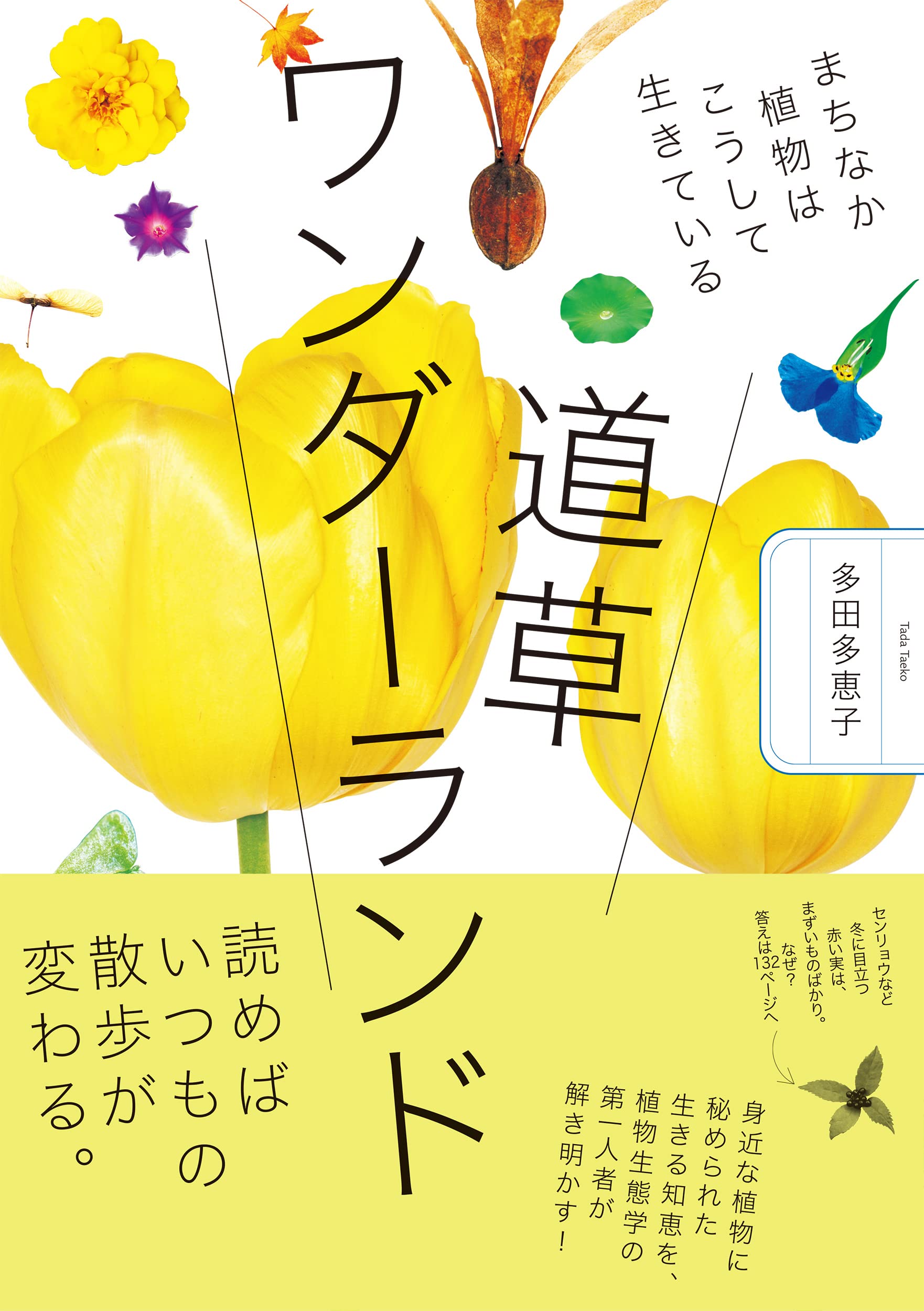 トコシエコウの花畑 即納！最大半額！】 トコシエコウの花畑様
