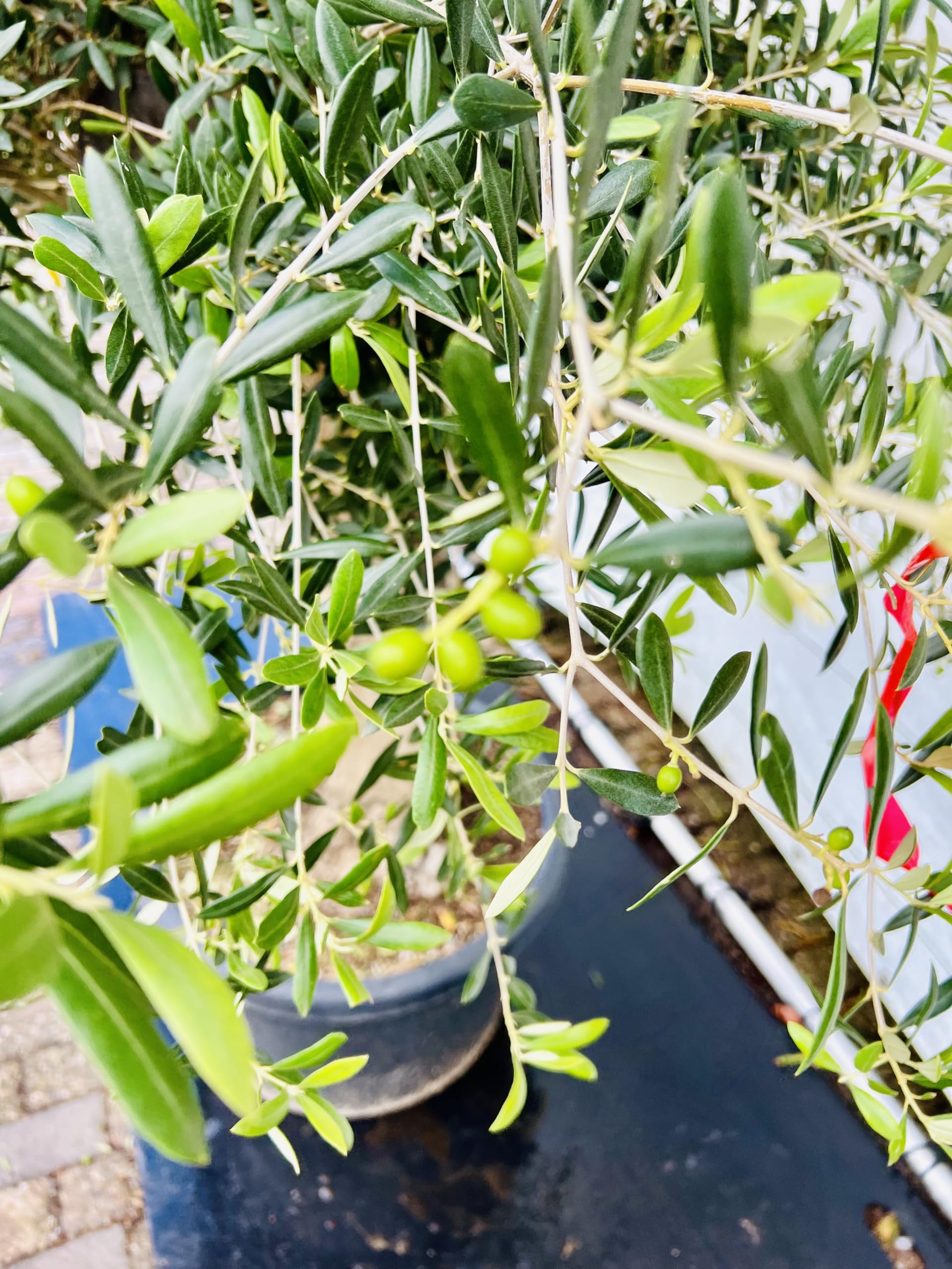 Tropictrees Olivenbaum stammumfang 50-60cm, 70 jahre alt, 240cm winterhart,  Olea Europaea olive : Amazon.de: Garten