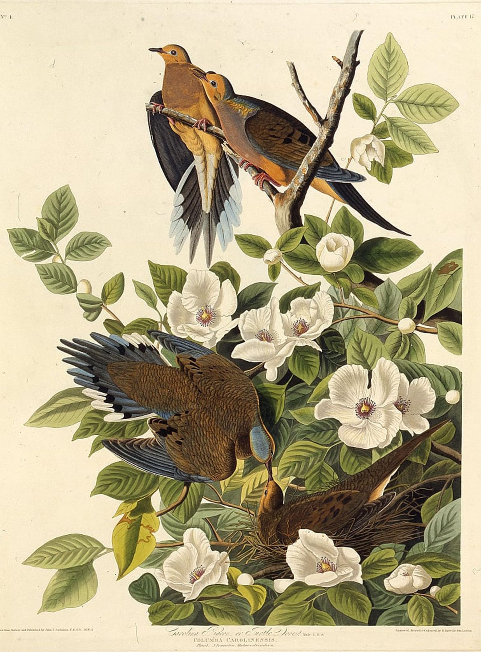 ARTXLXXBN Famous Painting Canvas Artwork Graffiti Print Carolina Pigeon or Carolina Turtledove From the Birds of America by John Jamess Audubon Portrait Canvas Image for Home Decor 60x90cm