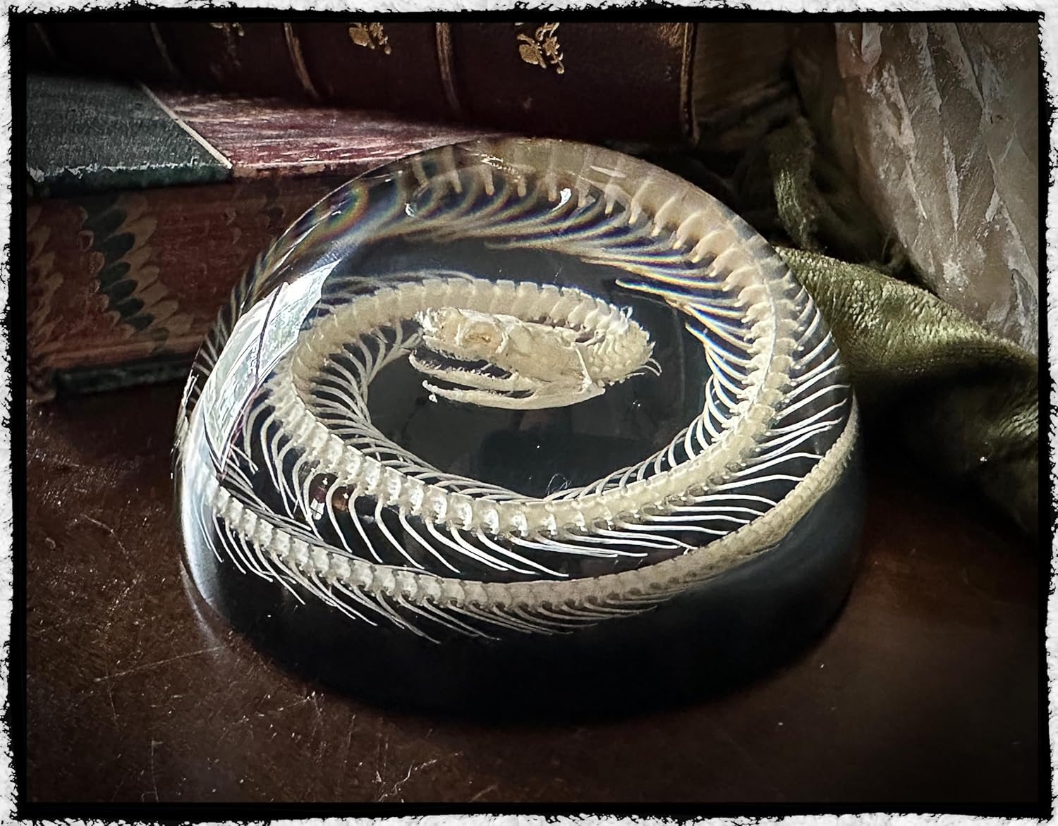 Snake Skeleton in Resin Dome - Authentic Preserved Snake Skeleton - Oddities Decor - Coiled Snake