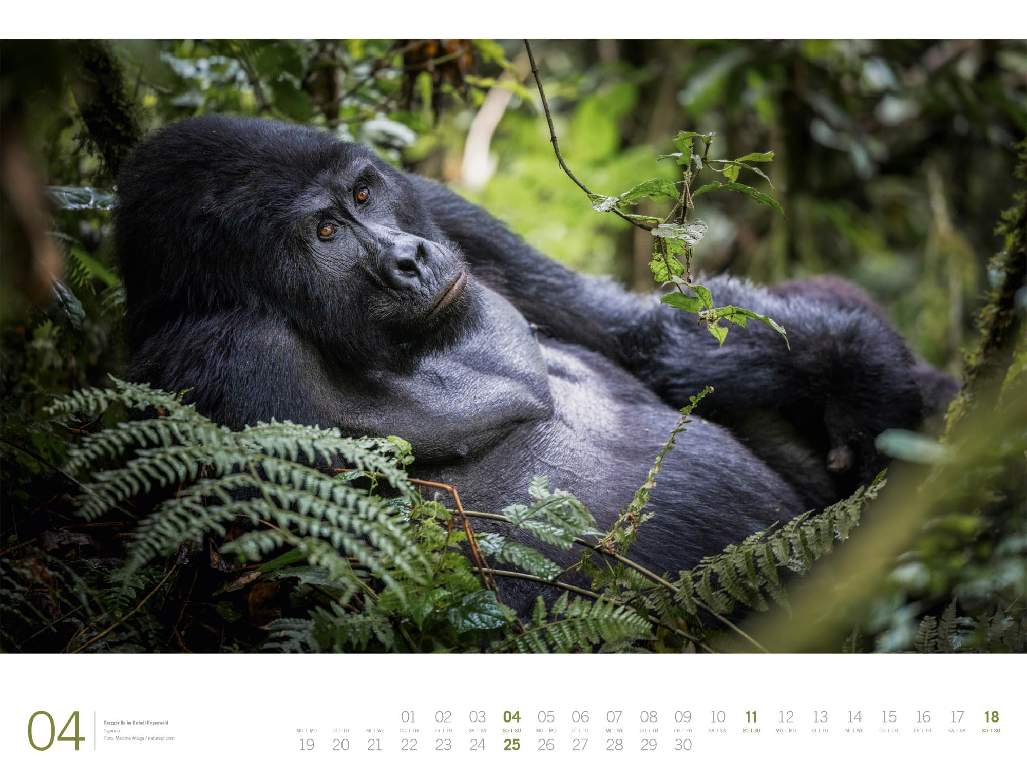 Afrika Gallery Kalender 2027: Bildgewaltiger Afrika-Kalender im großen Querformat (66x50 cm) | Tiere und Landschaft im Großformat