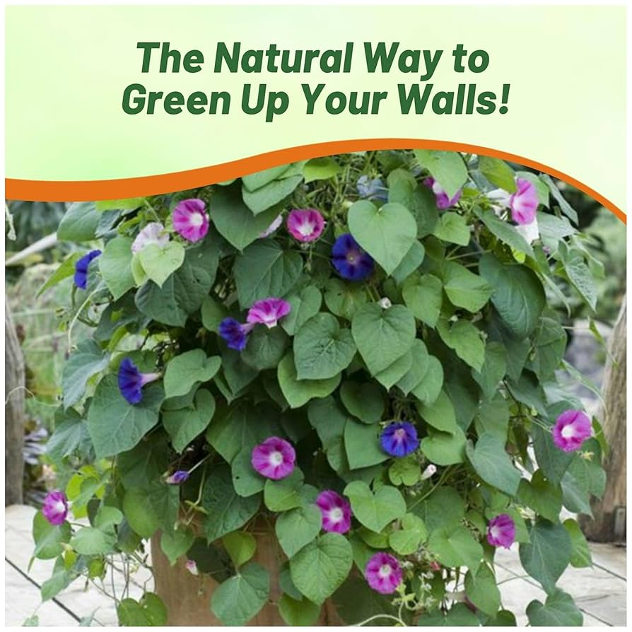 SABBATICAL（ サバティカル ）MORNING GLORY TC SABBATICAL MORNING GLORY TC