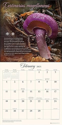Miniatura 4 de The Miraculous Mushroom 2024 Wall Calendar With Fabulous Fungi Facts 12" x 24" Open Amber Lotus Publishing
