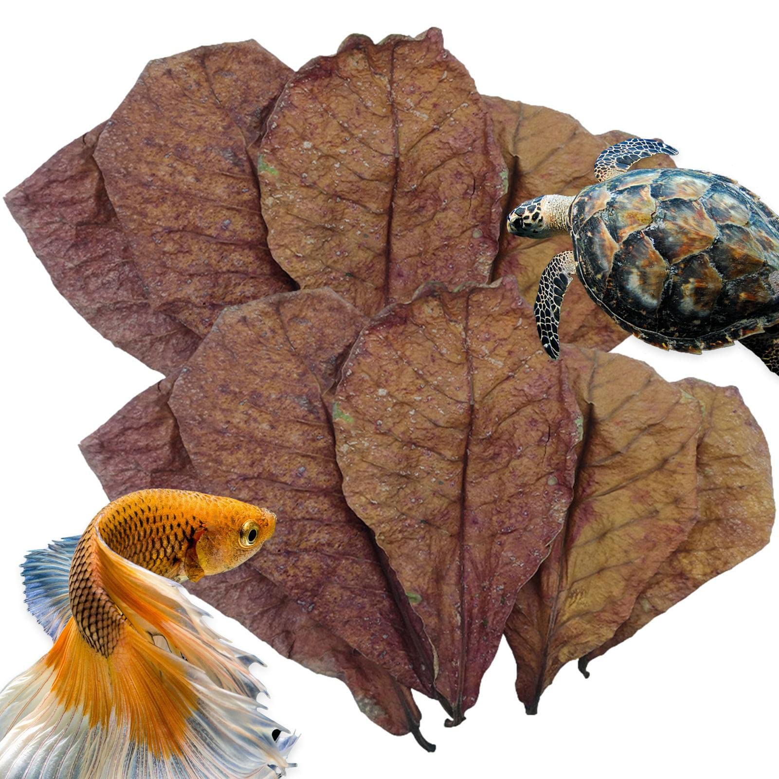 Buy Aquarium Catappa Leaves, Betta Shrimp Leave, Indian Almond Leaves
