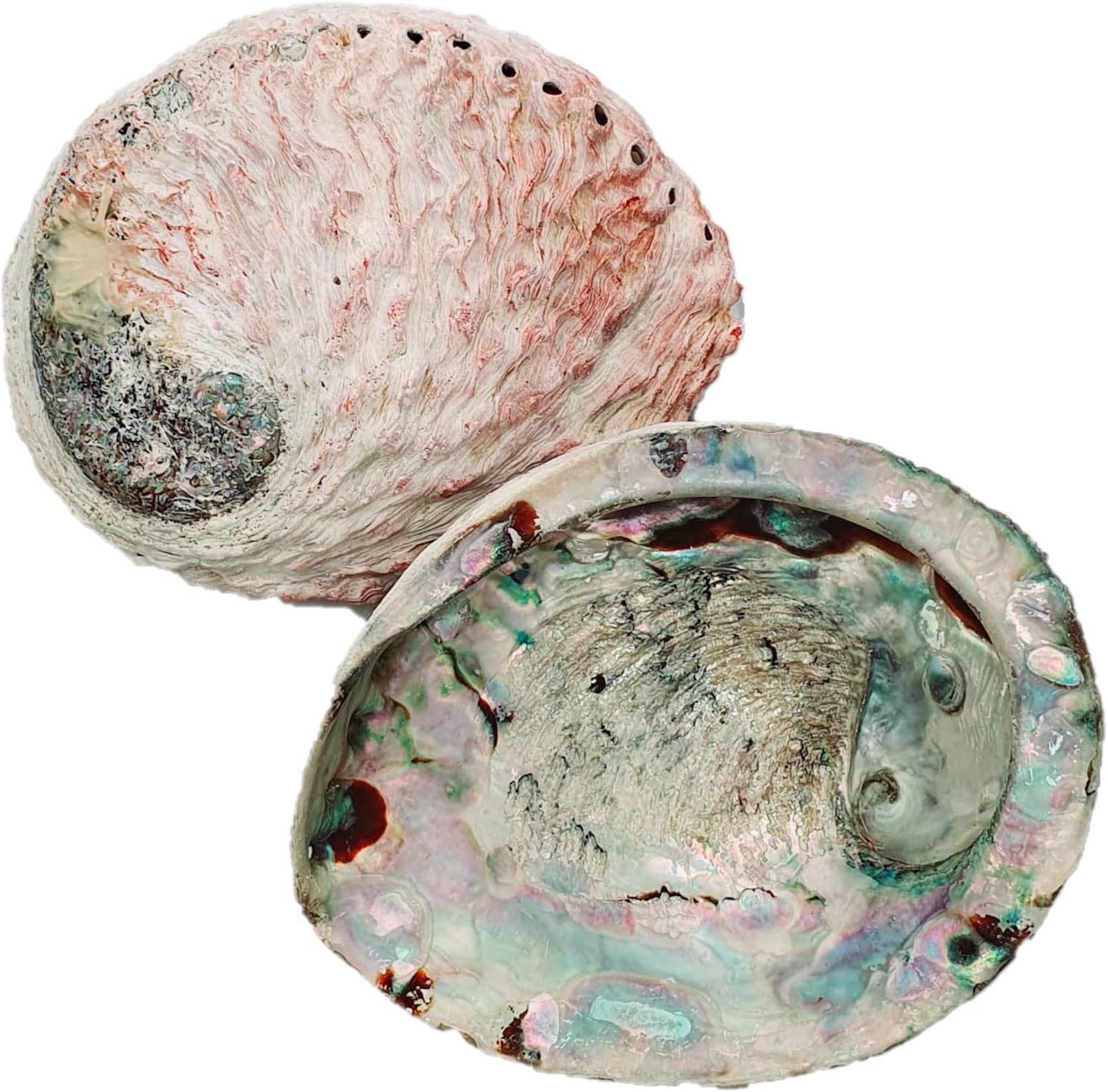 Abalone Shell Large 14-17cm Naturally Beautiful