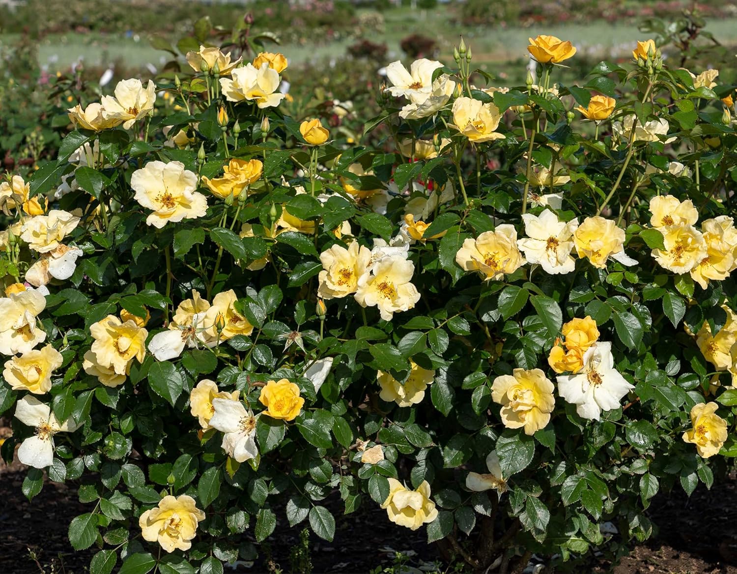 Easy Bee-zy™ Knock Out® Rose - Live Plant - (1 QT)