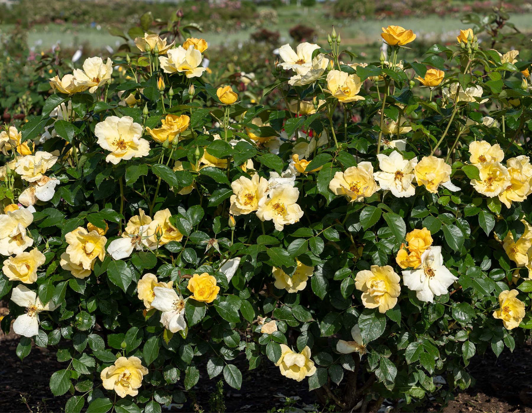 Easy Bee-zy Knock Out Rose