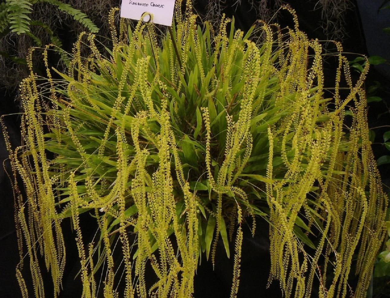 Dendrochilum filiforme- New Offering! Dainty Chain Orchid! Collector's Item! Orchid Plant