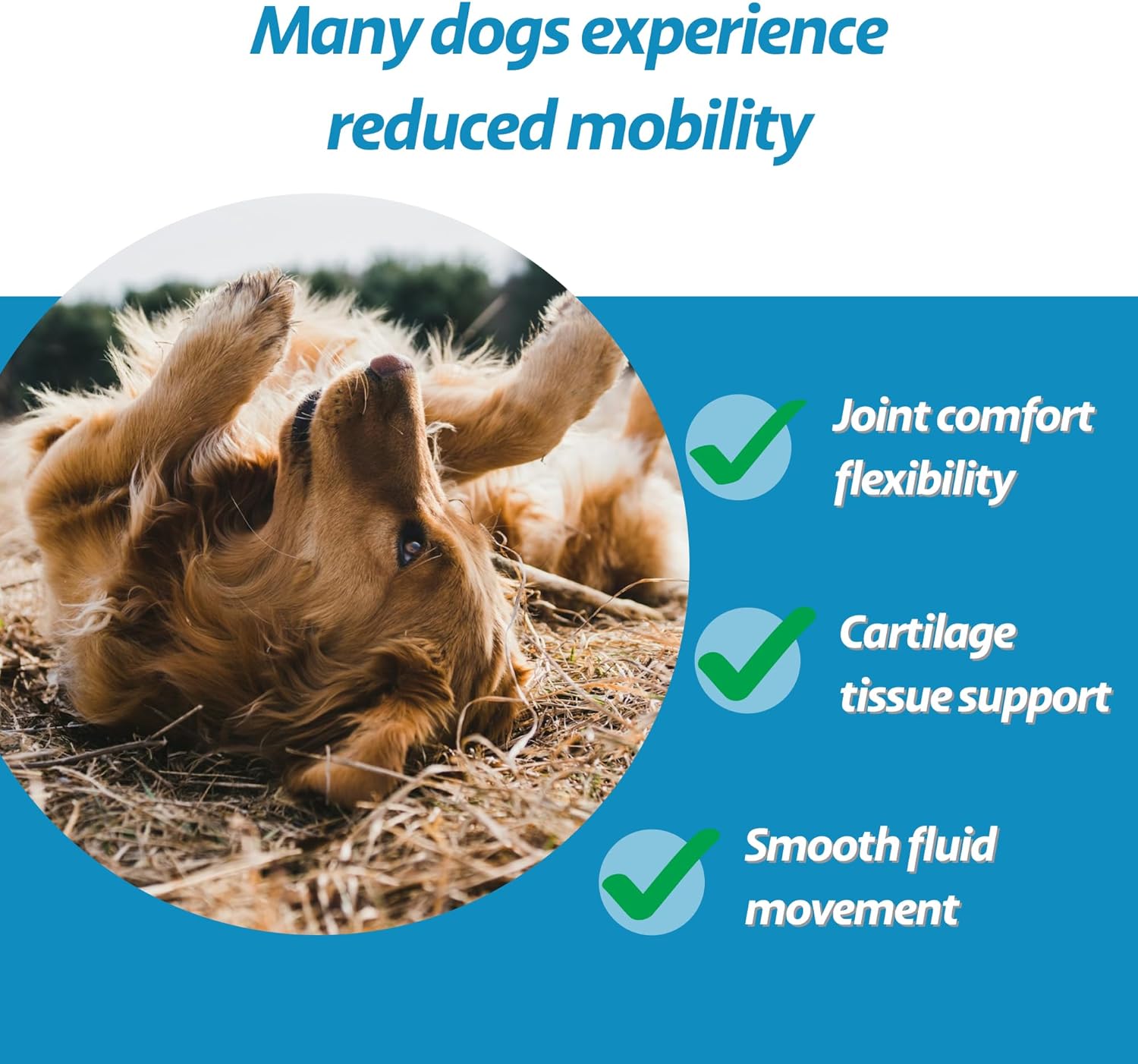 Motion Wise Mobility Support Soft Chews for Dogs – Ayurveda-Inspired Botanical Joint Comfort & Daily Movement Support – Made with Real Pork – for All Breeds & Sizes – 90 Count