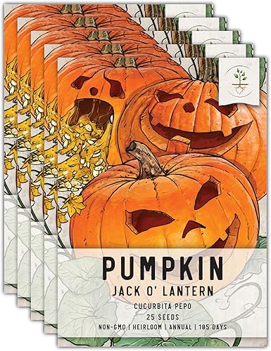 Seed Needs, Jack O' Lantern - Semillas de calabaza  25 semillas tradicionales para plantar Cucurbita Pepo  Sin OMG y sin tratar, ideal para tallar