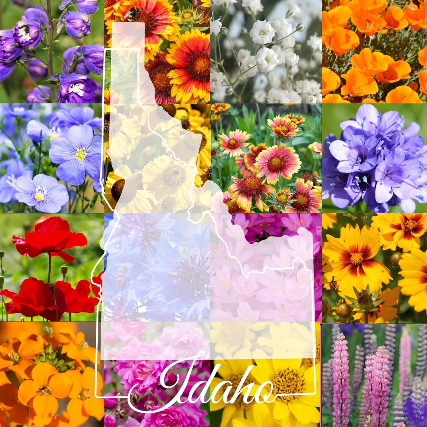Idaho Wildflower Seed Mix, 1 lb Covers 3,200 sq ft, Multi-Color Perennial and Annual Non-GMO Blooms, Spring and Fall Planting (1 Pound)