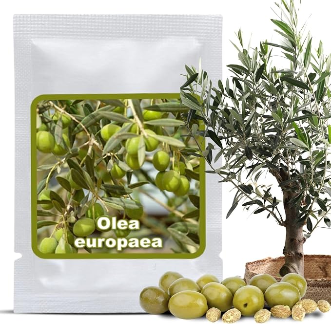 10 SEMILLAS DE OLIVOS (Olea europaea) - EL ÁRBOL REY - cultivable como árbol o bonsái