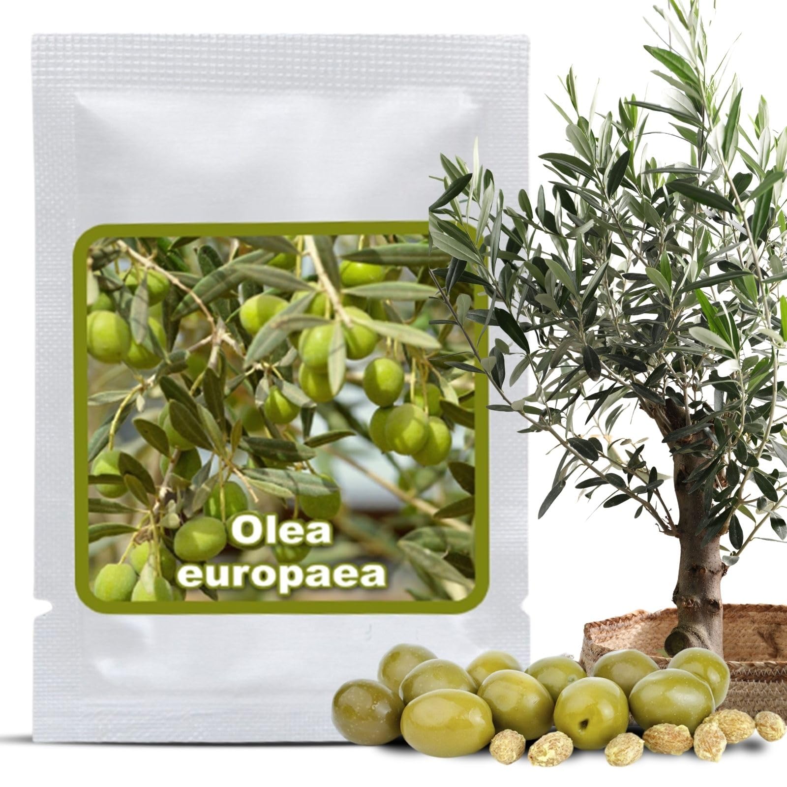 unterschied thuja smaragd und brabant Thuja Smaragd kaufen – schmale Hecke main image 0