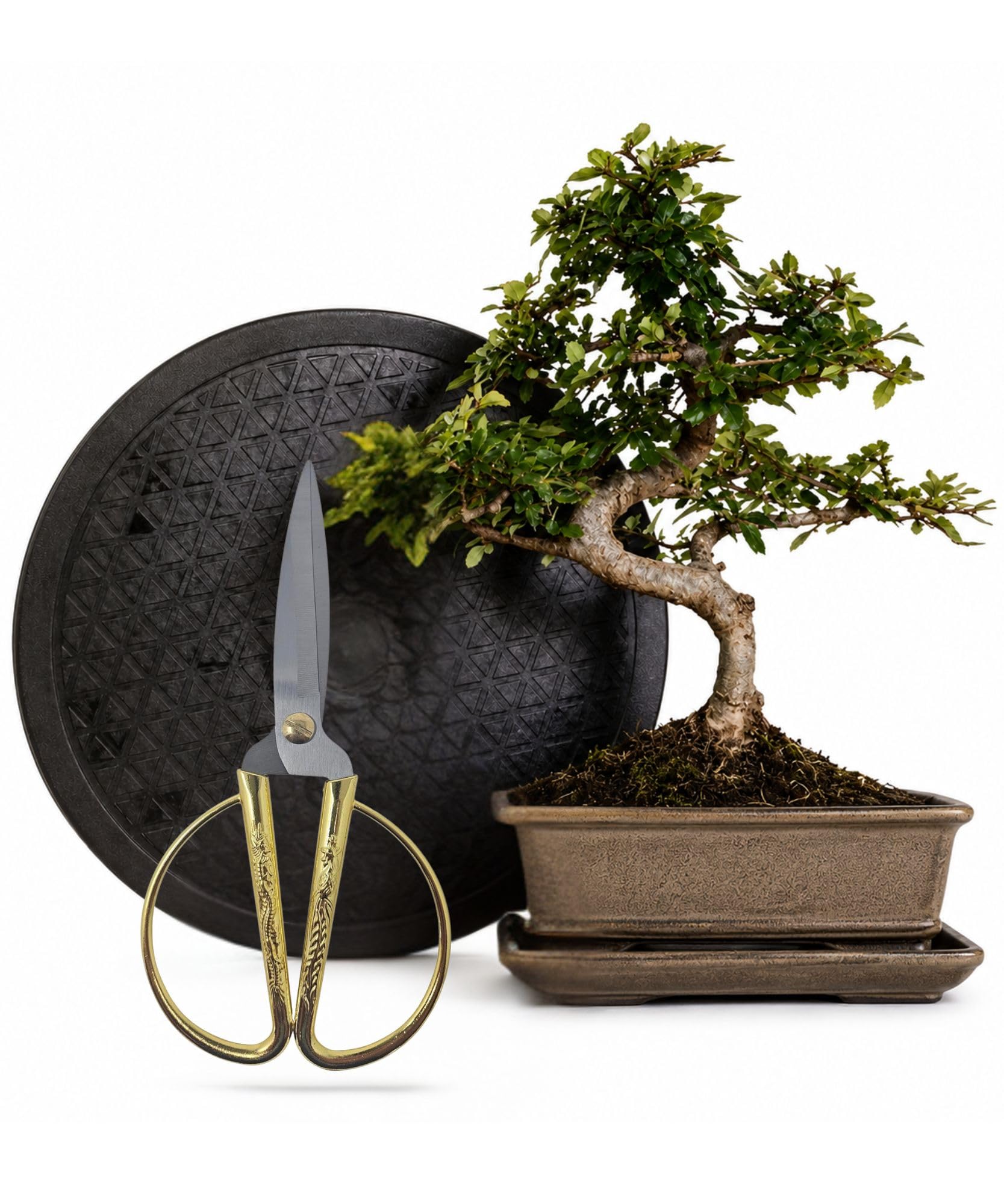 Anfänger Bonsai-Set Ulme 4-tlg. mit Schere & Drehteller 25cm | ca. 30 cm Pflanzenhöhe, heller Fensterplatz, Sommer draußen möglich, kompakt für Fensterbank, Geschenk für Pflanzenfreunde