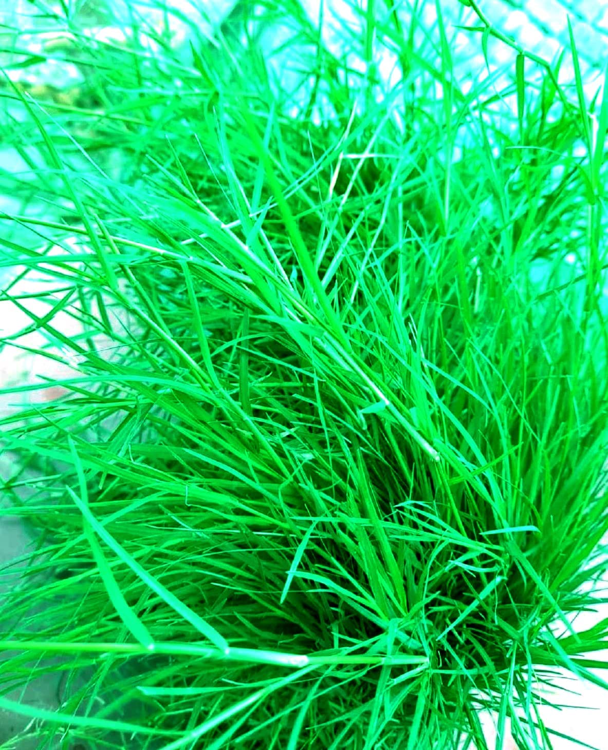 Doob Ghaas Durva Grass Doob Grass Bahama Grass For Puja Havan Pooja Hawan/Natral Grass