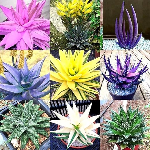 150 Semillas de aloe Mini suculentas Balcón real Plantas de jardín Cubierta de tierra en crecimiento Semillas de bonsái Semillas de aloe vera reales Maceta para plantas Regalos para jardiner