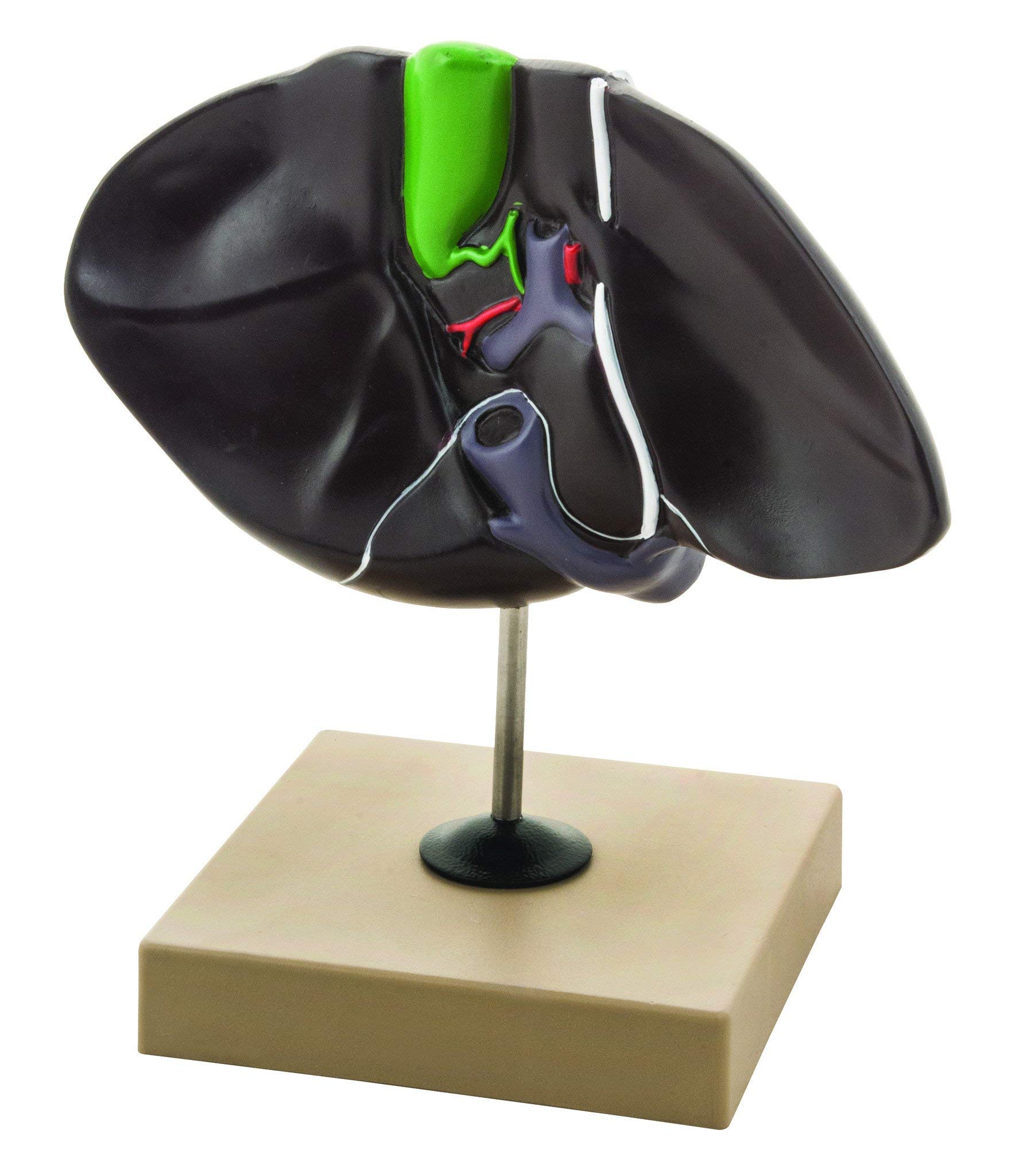 Eisco Labs Human Liver Model, Half Life Size, with Gall Bladder, 3 Dimensional, 7 x 5 Inches